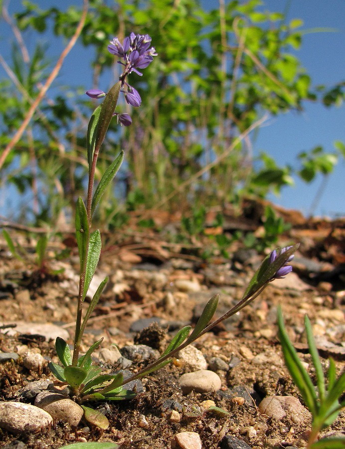 Изображение особи Polygala amarella.