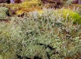 genus Cladonia