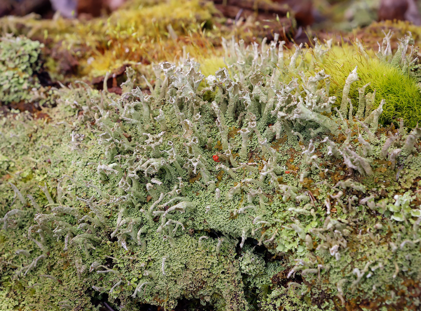 Изображение особи род Cladonia.