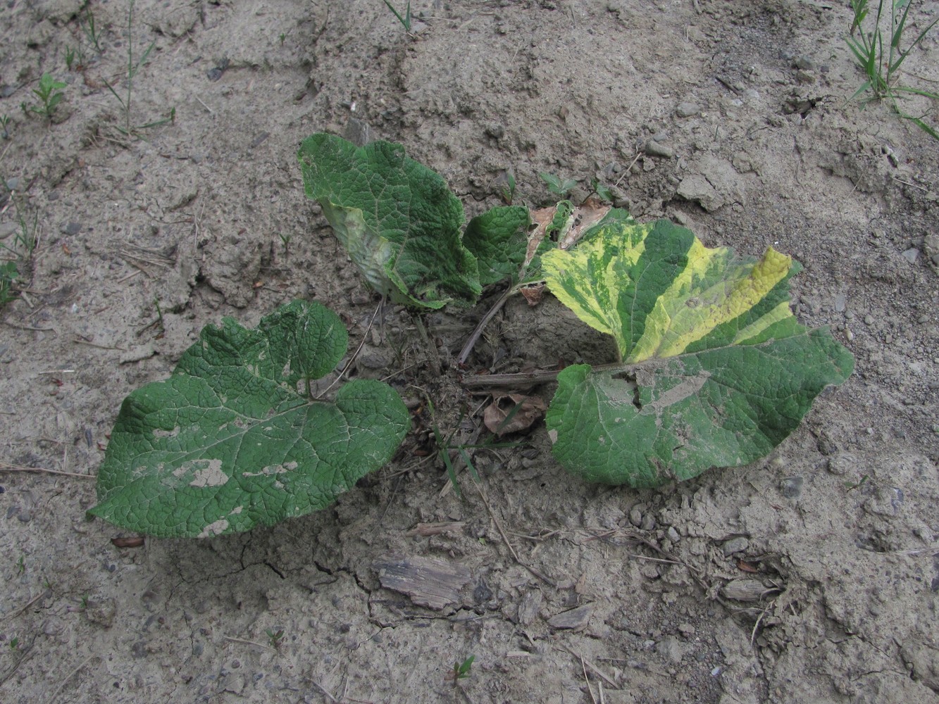 Image of genus Arctium specimen.