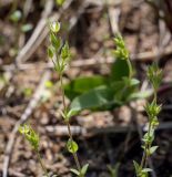 Arenaria uralensis. Верхушки цветущих и зацветающих растений. Пермский край, г. Пермь, Кировский р-н, суходольный луг вдоль склона песчаного карьера. 23.05.2020.