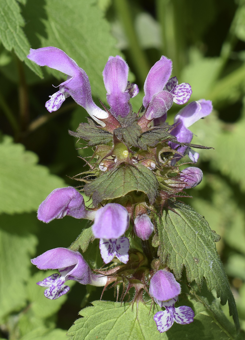 Image of Lamium maculatum specimen.