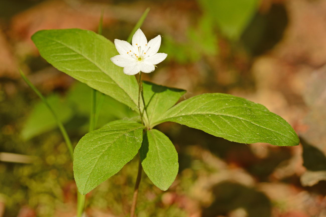 Image of Trientalis europaea specimen.