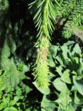 Picea abies