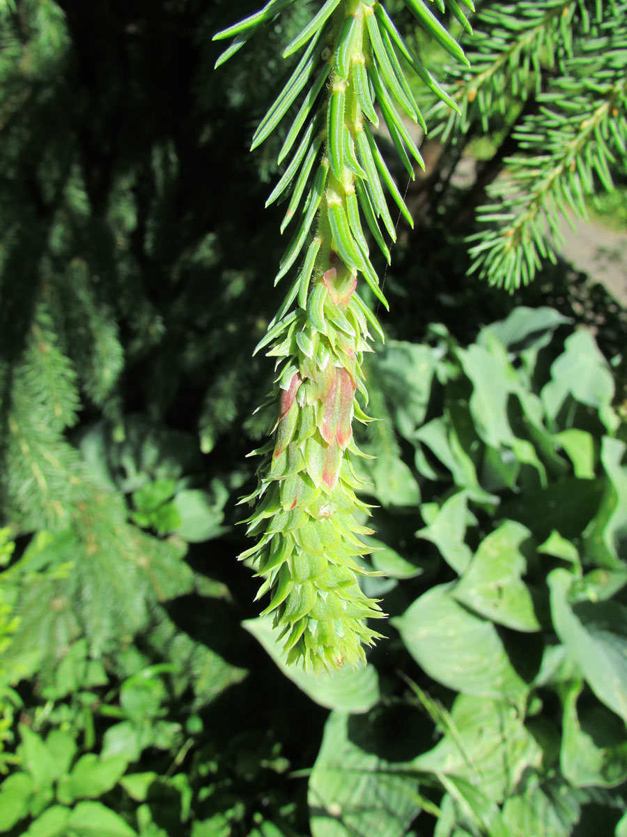 Image of Picea abies specimen.