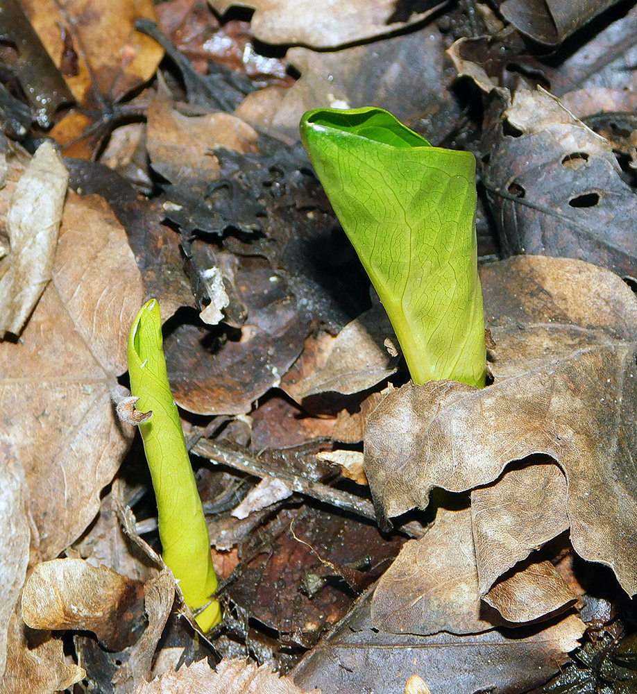 Изображение особи Arum elongatum.