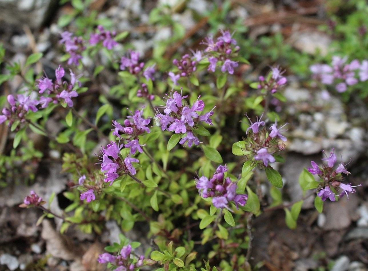 Изображение особи Thymus bashkiriensis.