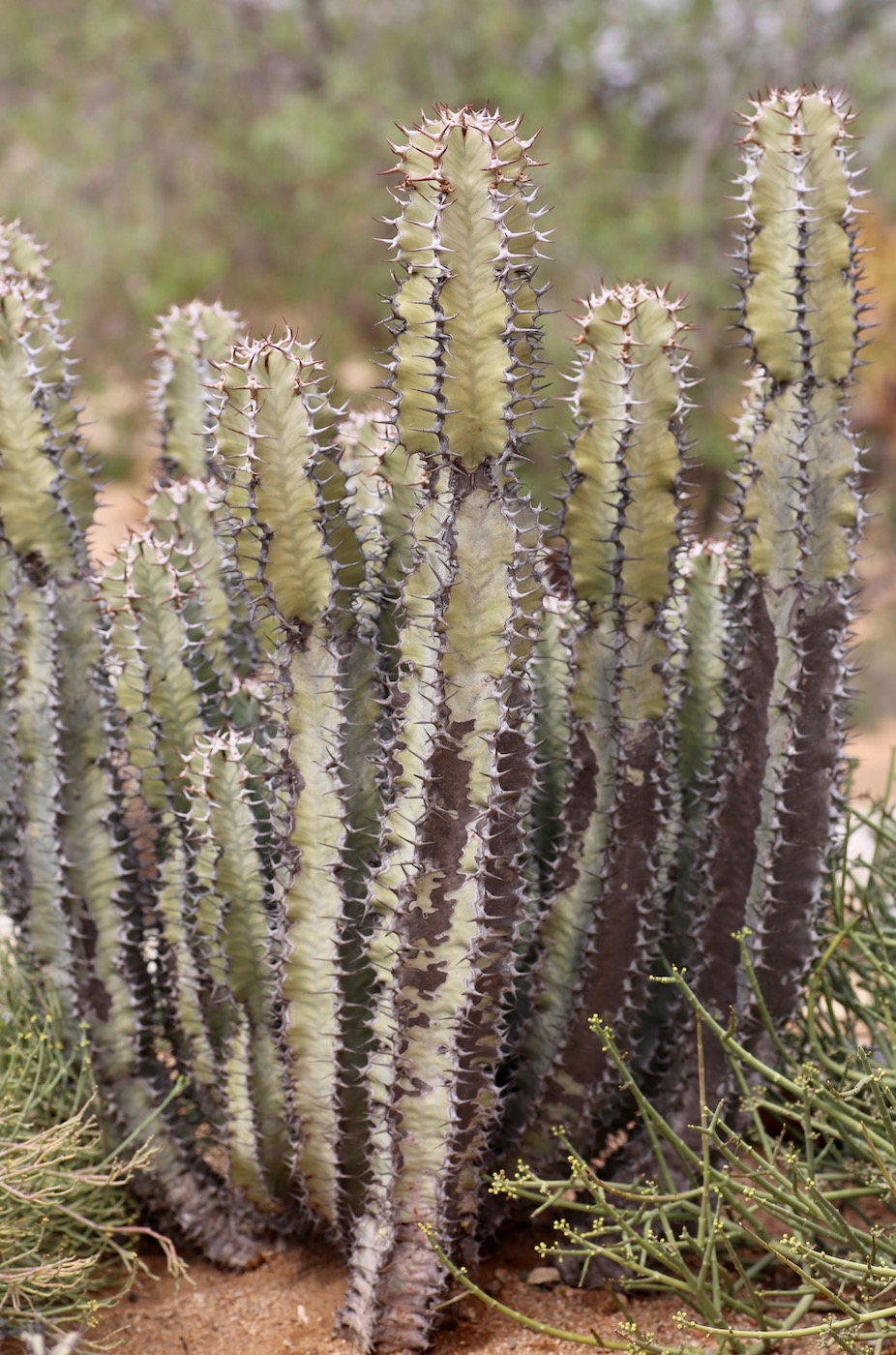 Изображение особи Euphorbia virosa.