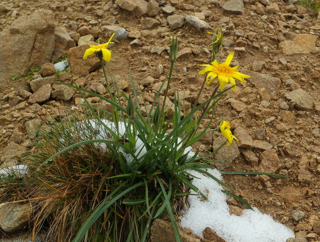 Image of genus Tragopogon specimen.