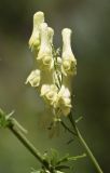 Aconitum lamarckii. Соцветие. Испания, автономное сообщество Каталония, провинция Жирона, комарка Рипольес, муниципалитет Сеткасес, окр. курорта \"Вальтер 2000\", ≈1950 м н.у.м., берег горного ручья. 20.08.2020.