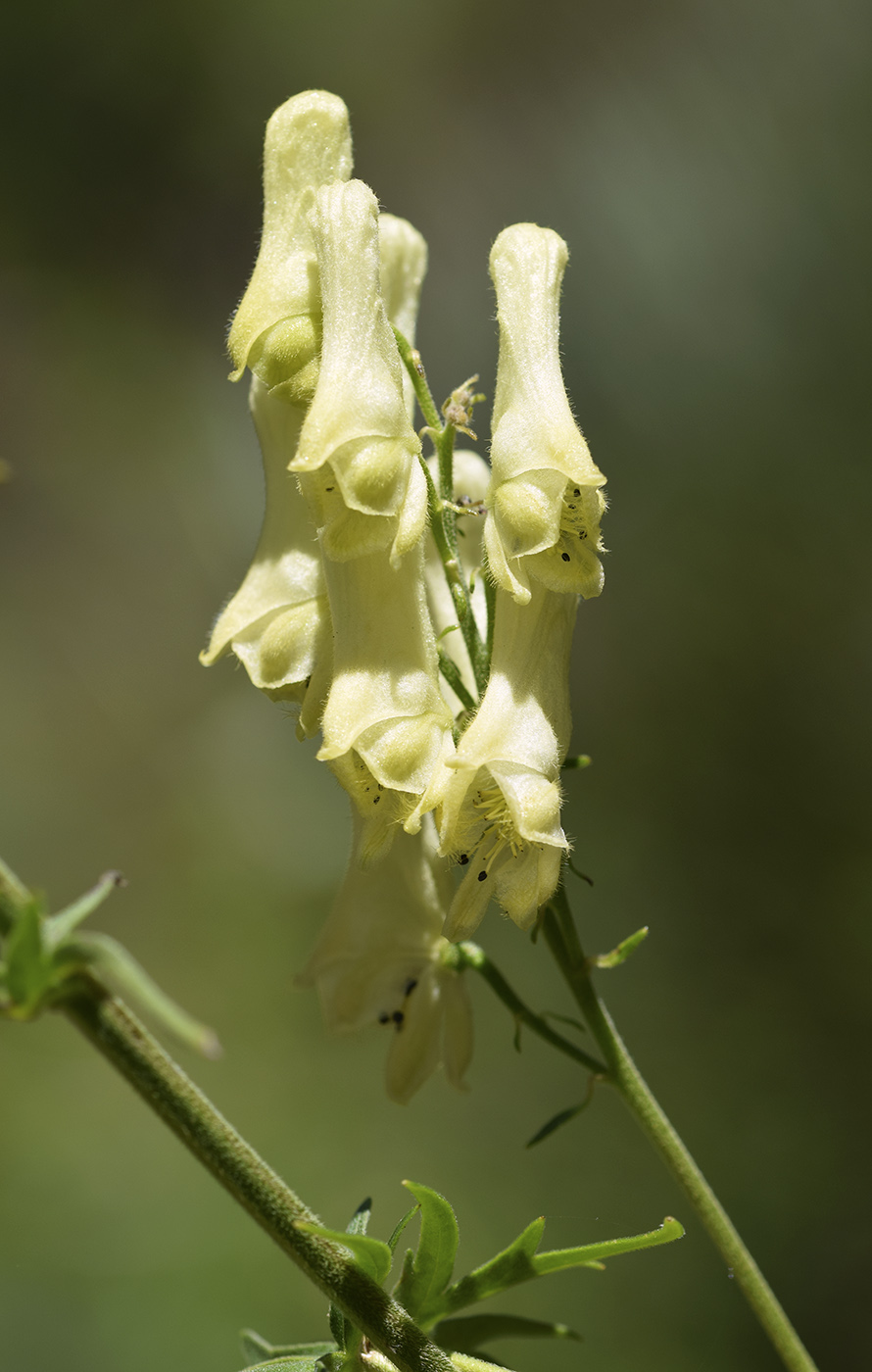 Image of Aconitum lamarckii specimen.