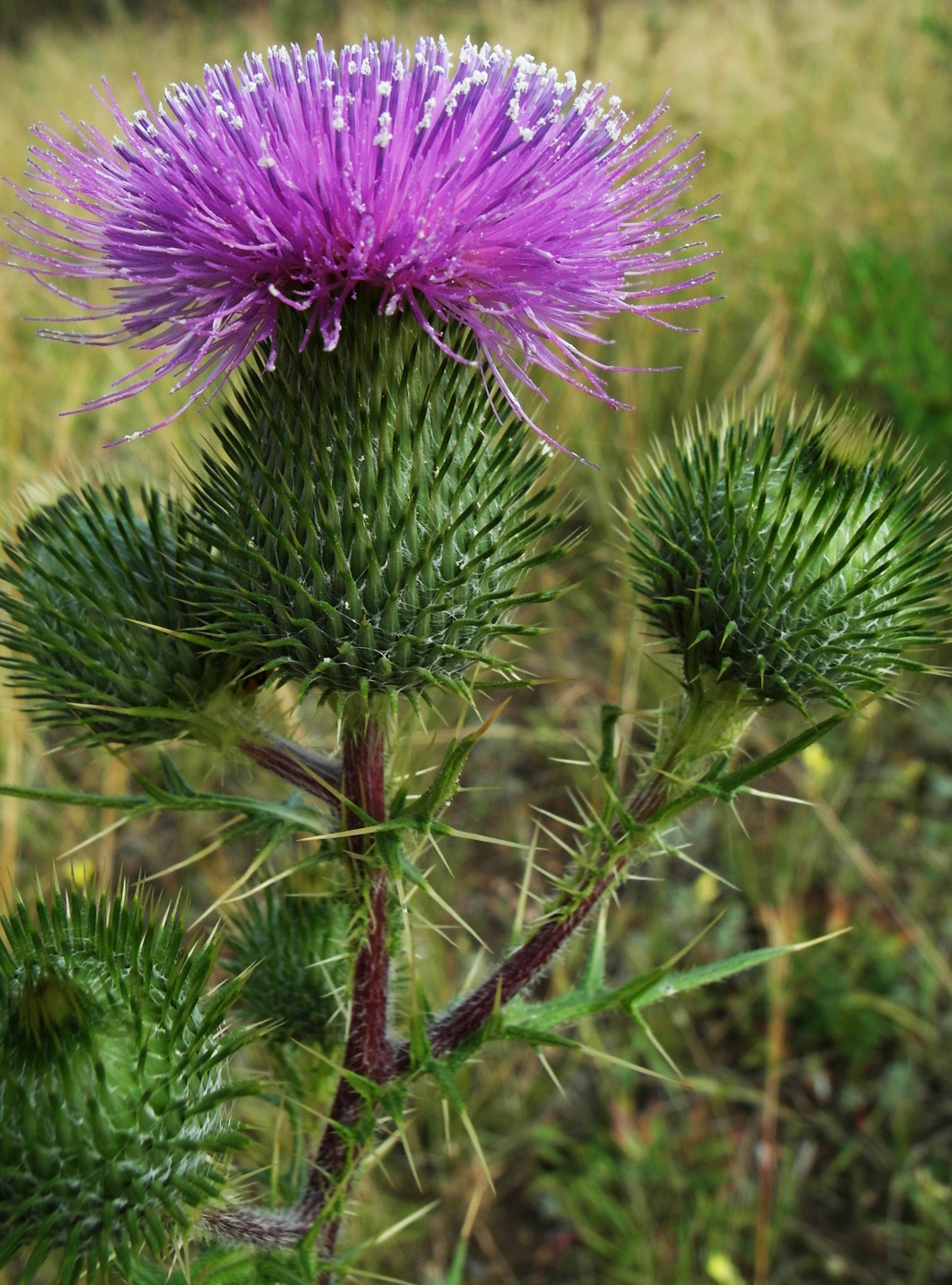 Image of Cirsium vulgare specimen.