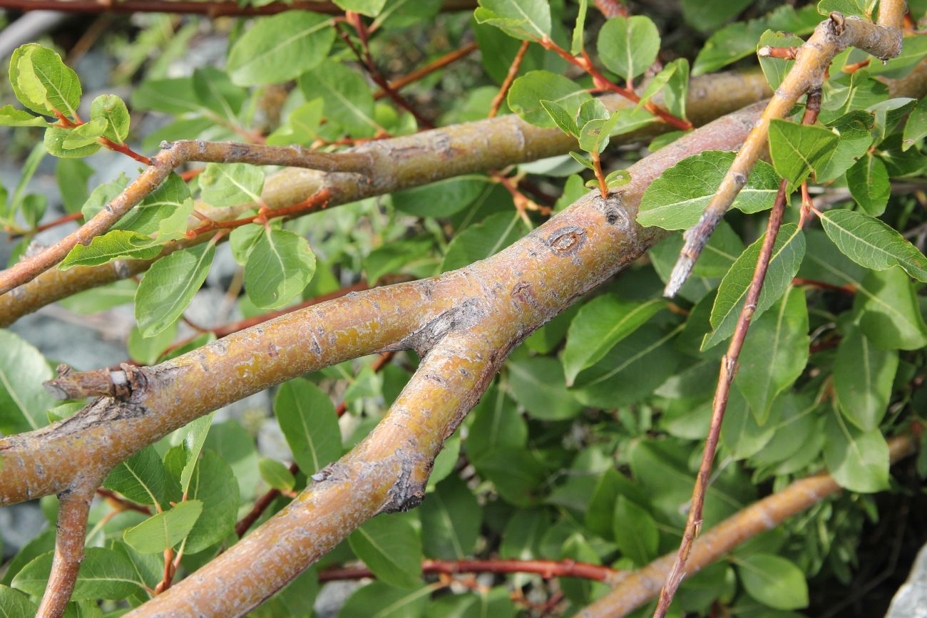 Изображение особи Salix jenisseensis.