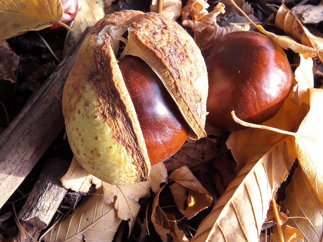 Image of Aesculus hippocastanum specimen.