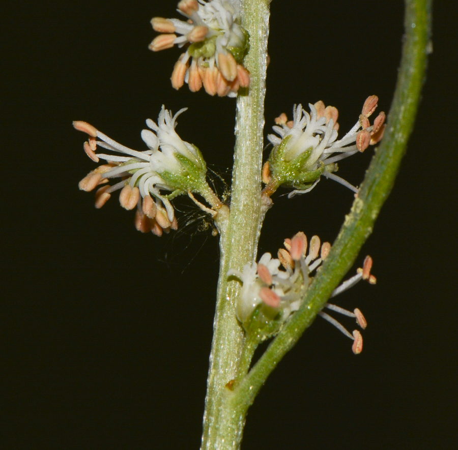 Image of Reseda muricata specimen.