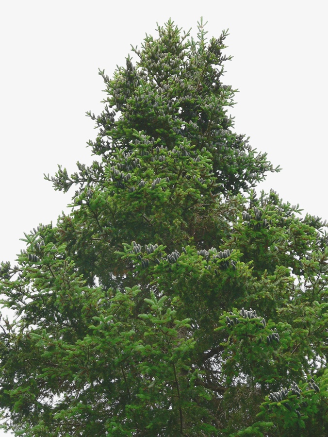 Image of Abies balsamea specimen.