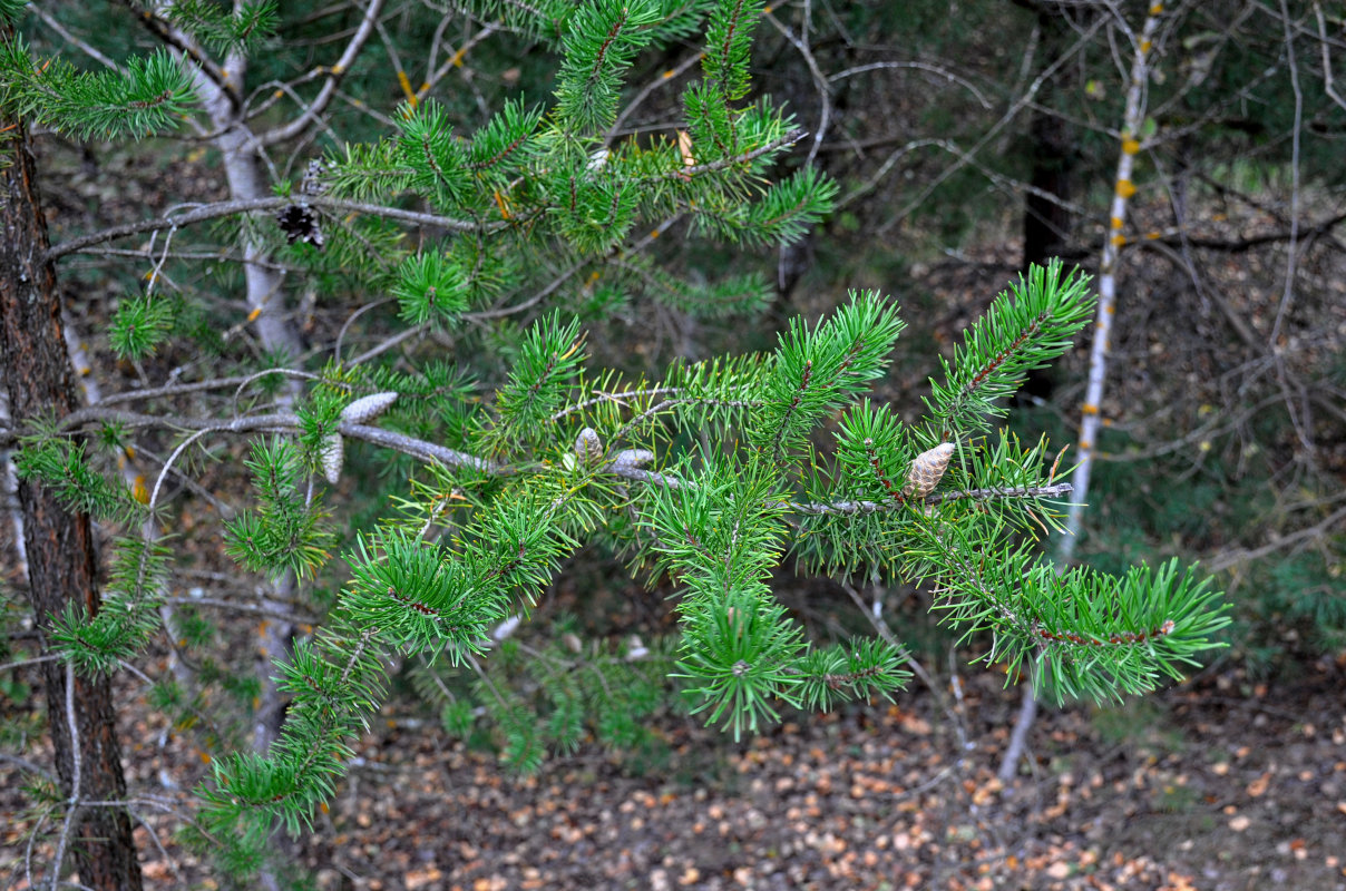 Изображение особи род Pinus.