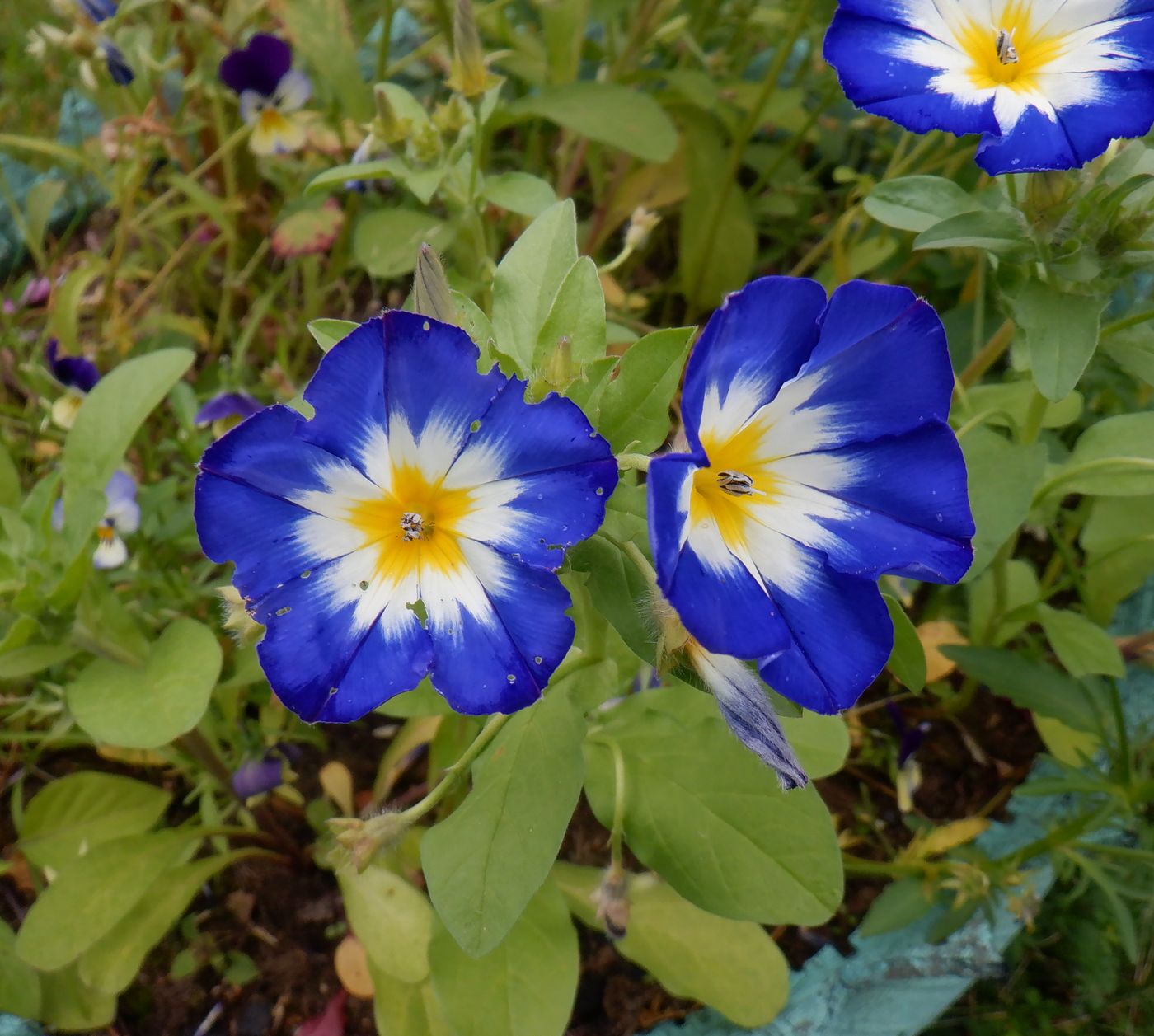 Image of Convolvulus tricolor specimen.