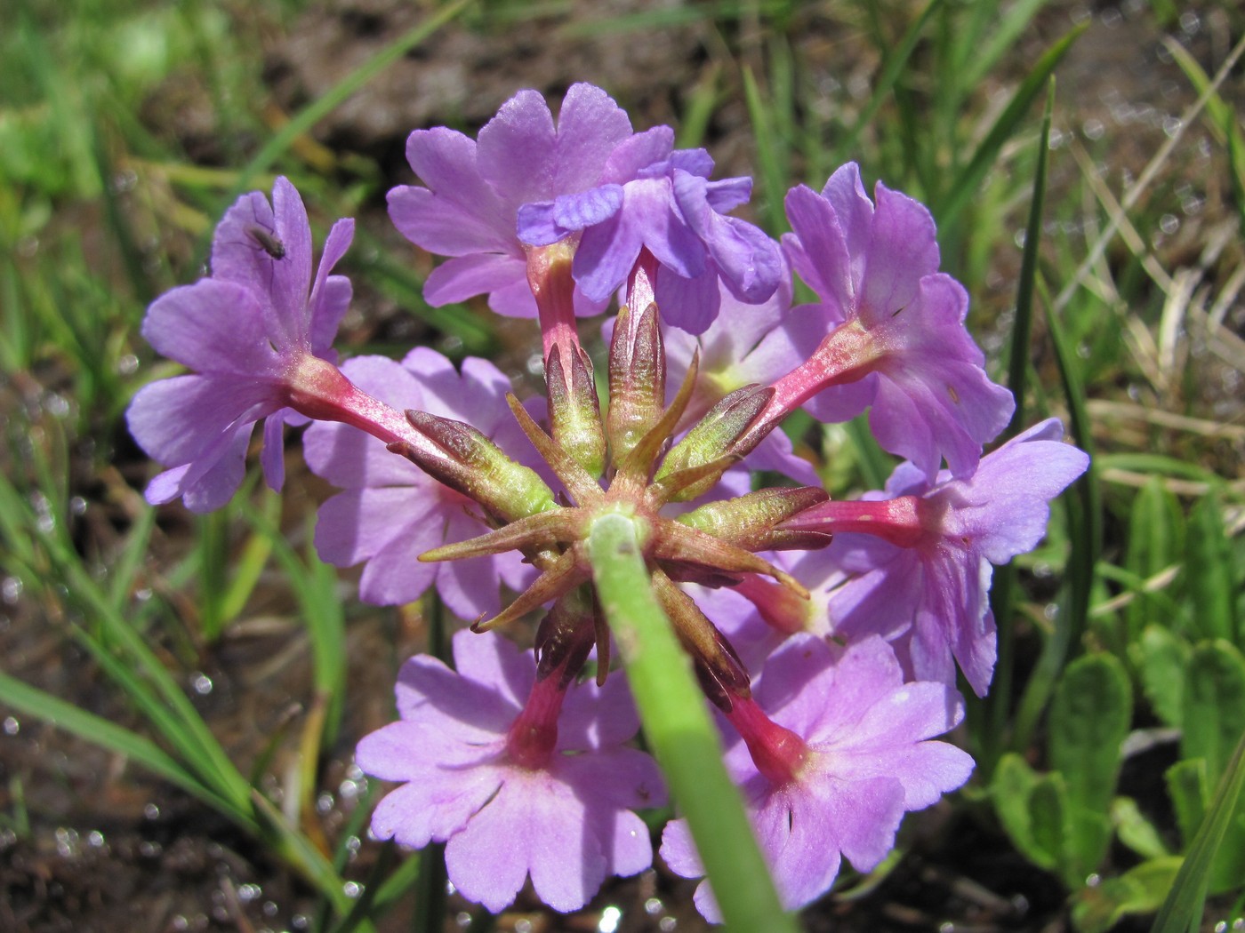 Image of Primula auriculata specimen.