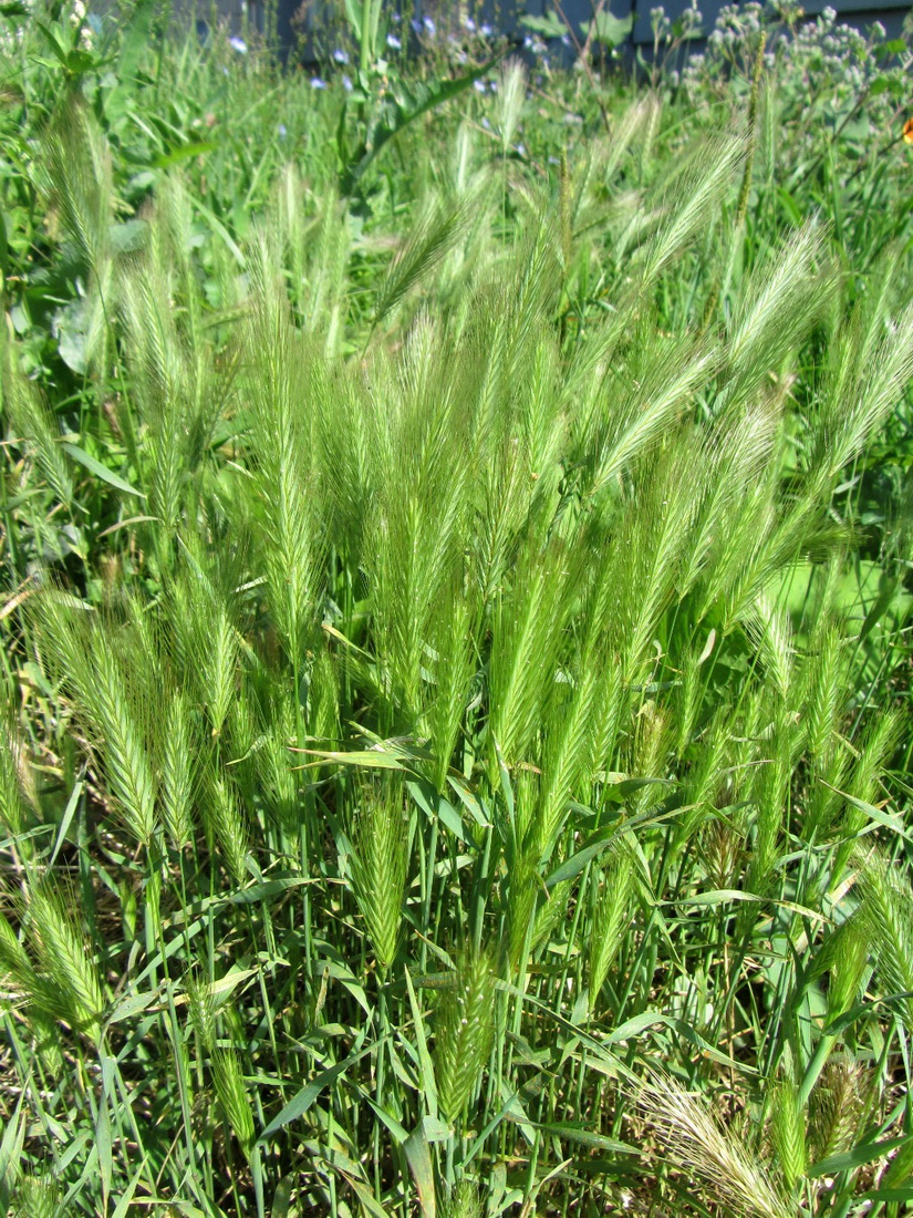 Image of Hordeum murinum specimen.