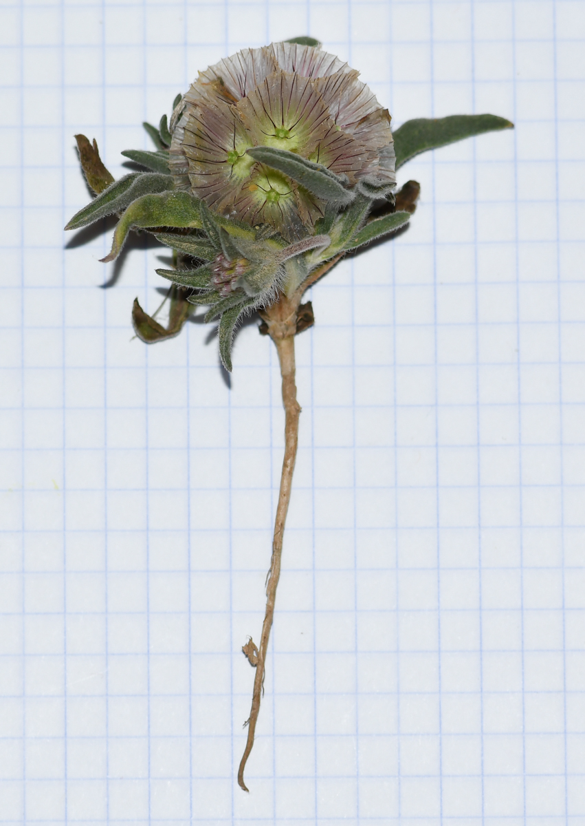 Image of Lomelosia porphyroneura specimen.