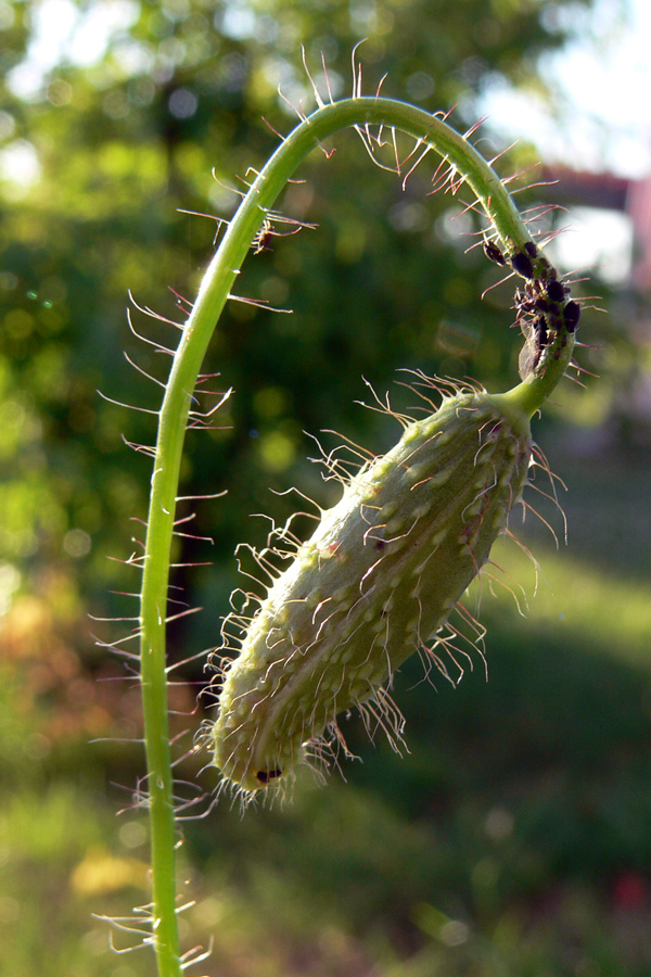 Image of Papaver rhoeas specimen.