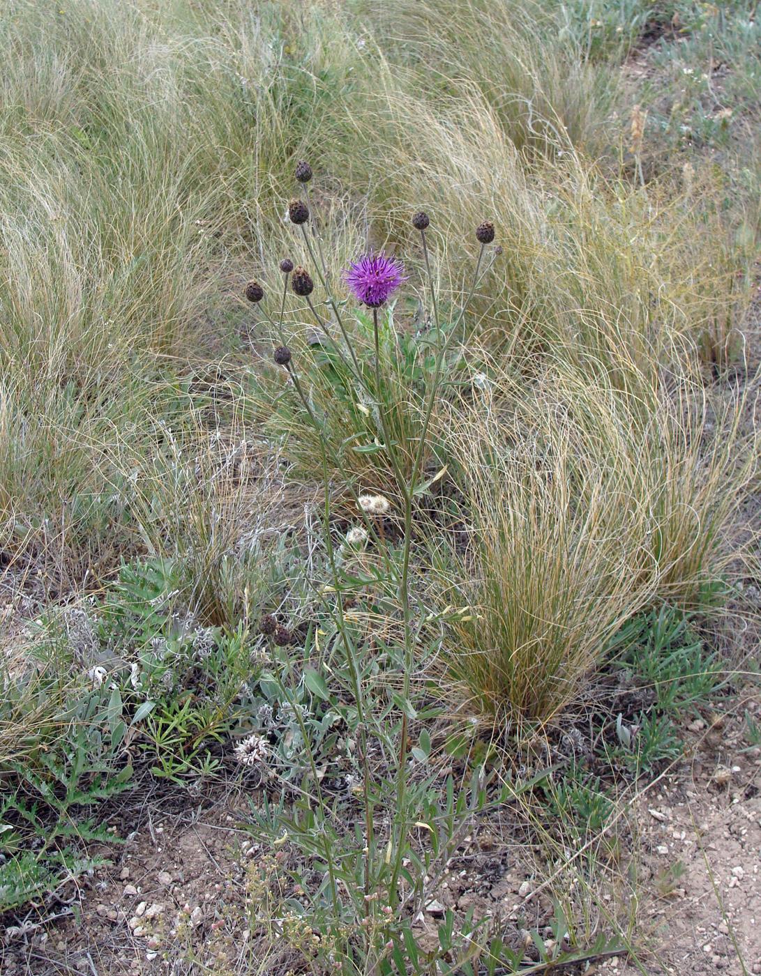 Изображение особи Centaurea adpressa.