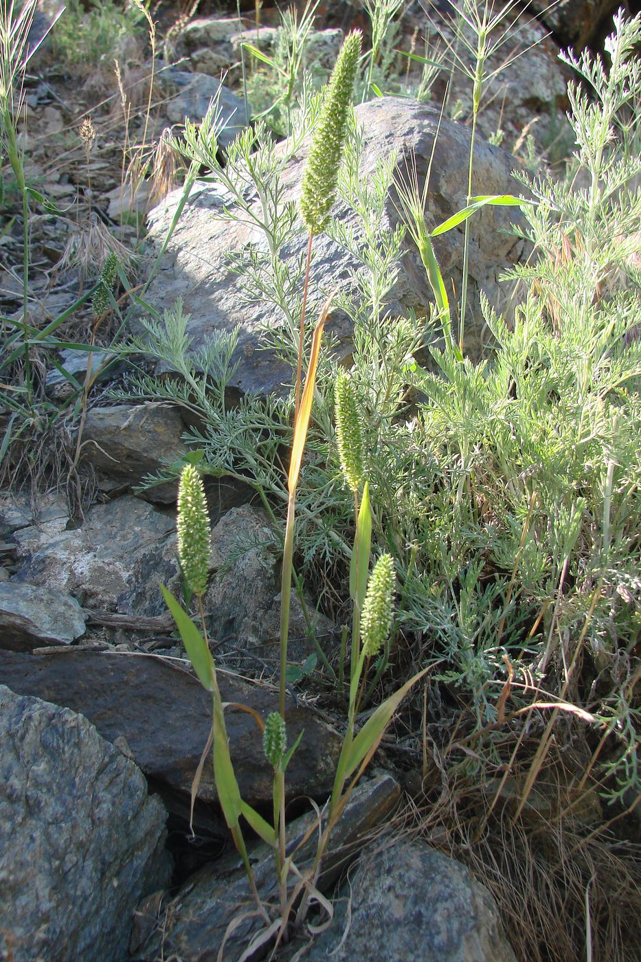 Image of Phleum paniculatum specimen.