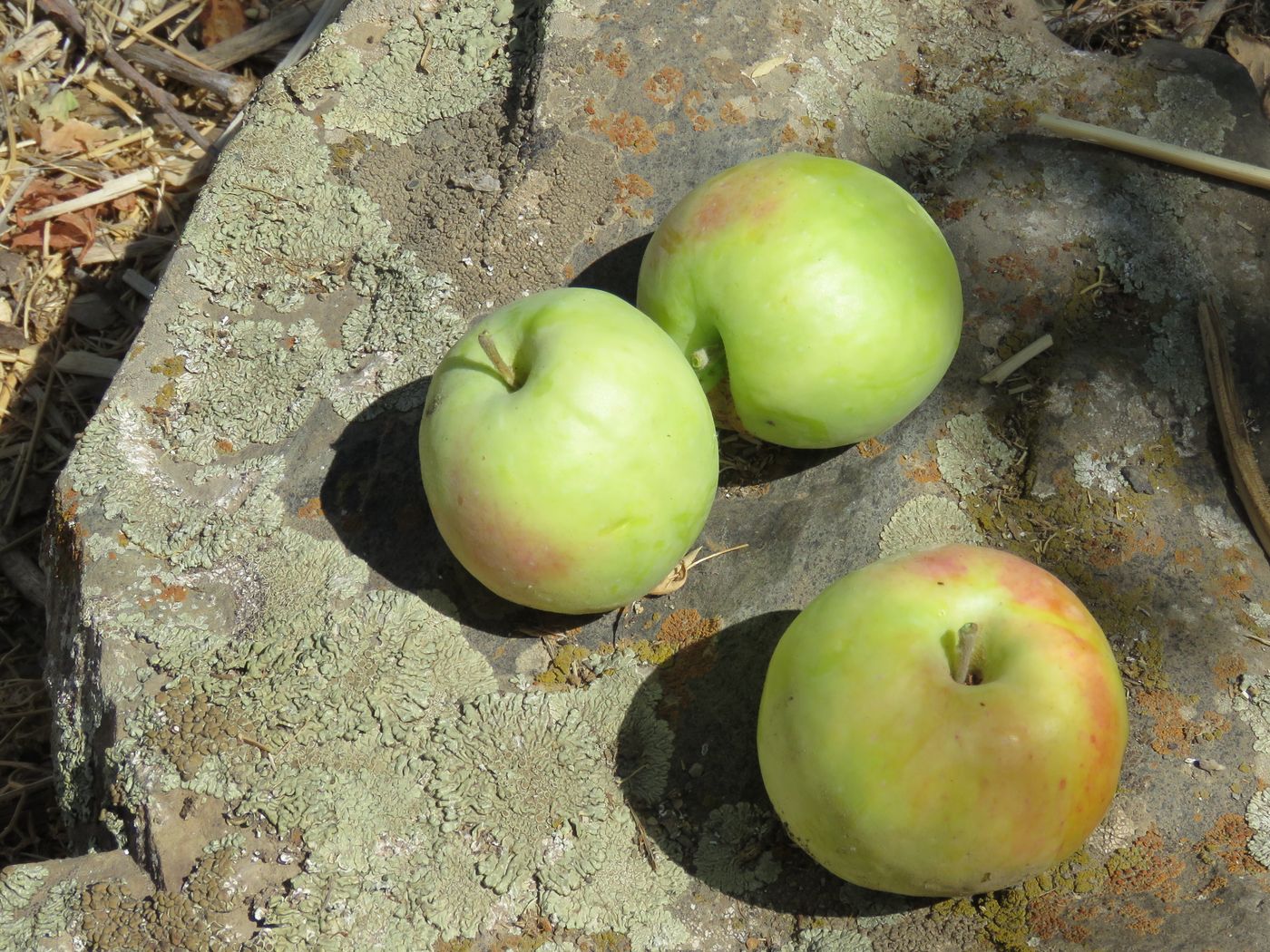 Изображение особи Malus sieversii.