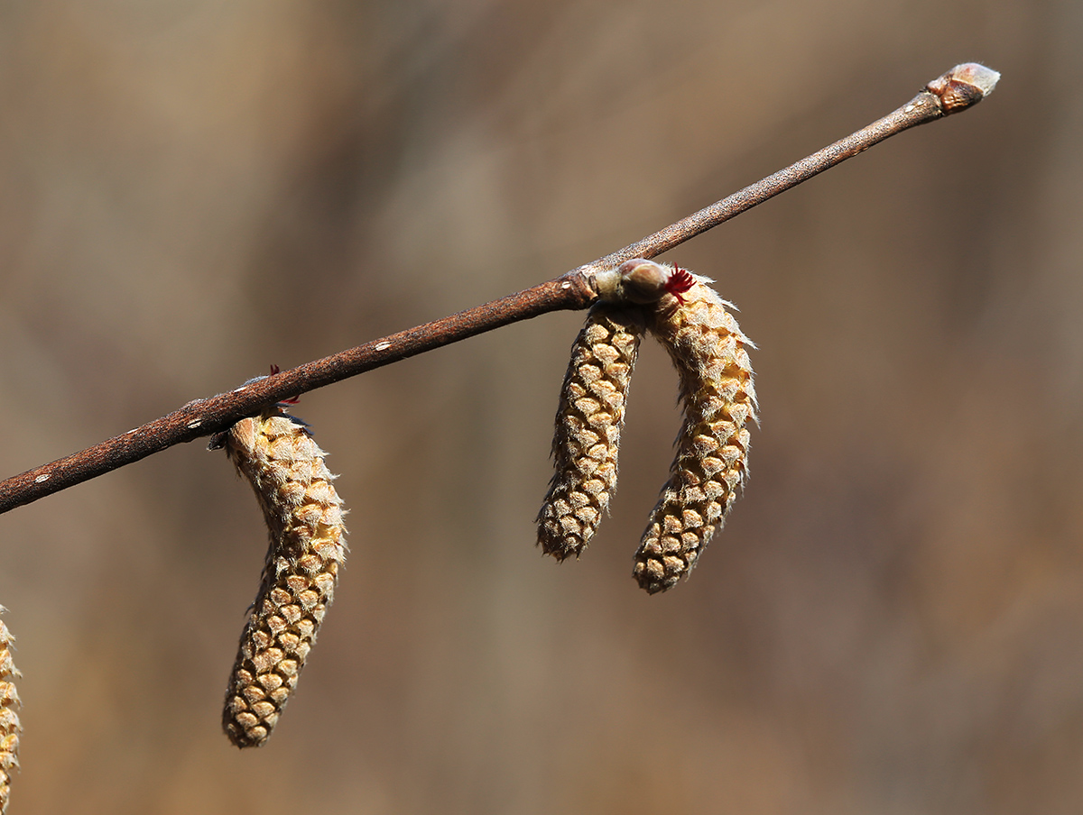 Изображение особи Corylus mandshurica.