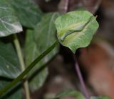 Cobaea scandens