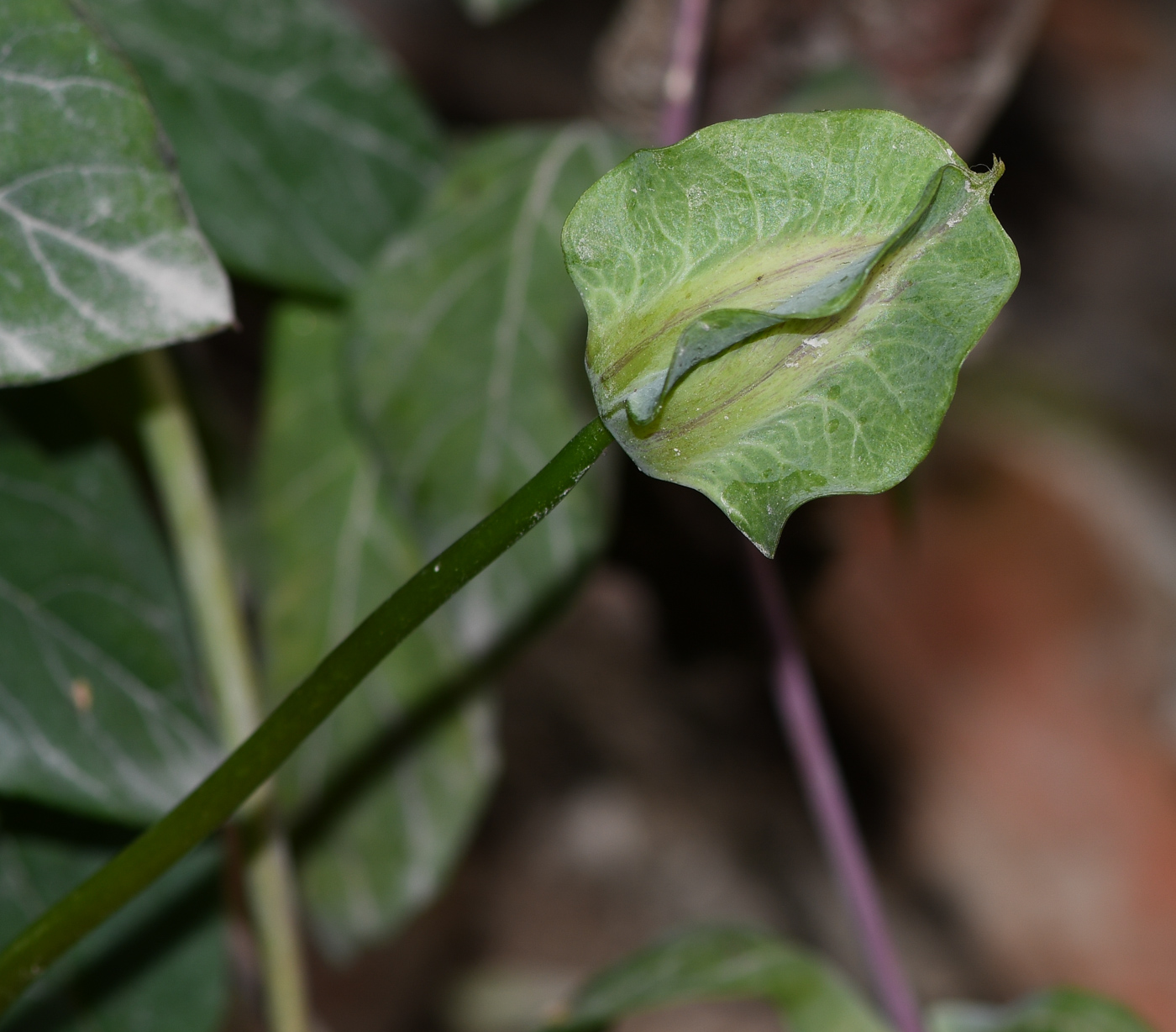 Изображение особи Cobaea scandens.