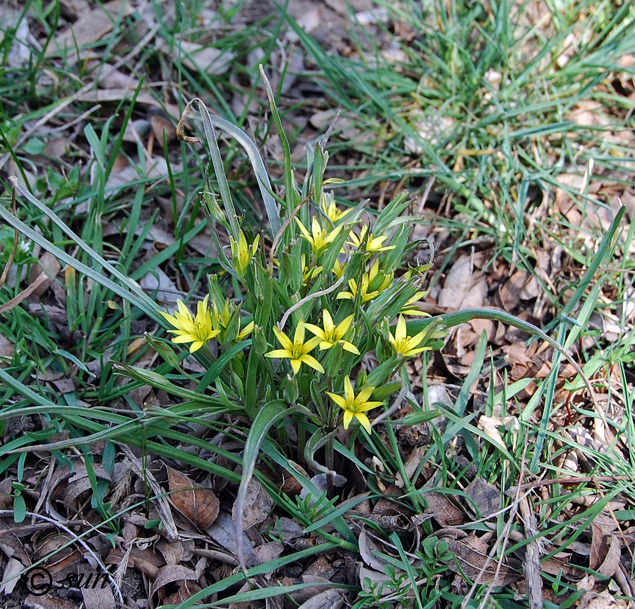 Image of genus Gagea specimen.