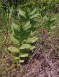 Bupleurum rotundifolium. Вегетирующие растения. Украина, Николаевская обл., Вознесенский р-н, окр. с. Актово, зап. берег р. Мертвовод, разнотравная степь. 30.05.2021.