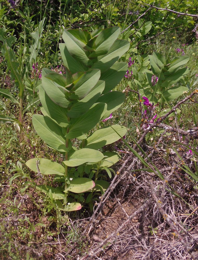 Изображение особи Bupleurum rotundifolium.