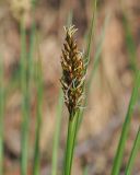 Carex appropinquata