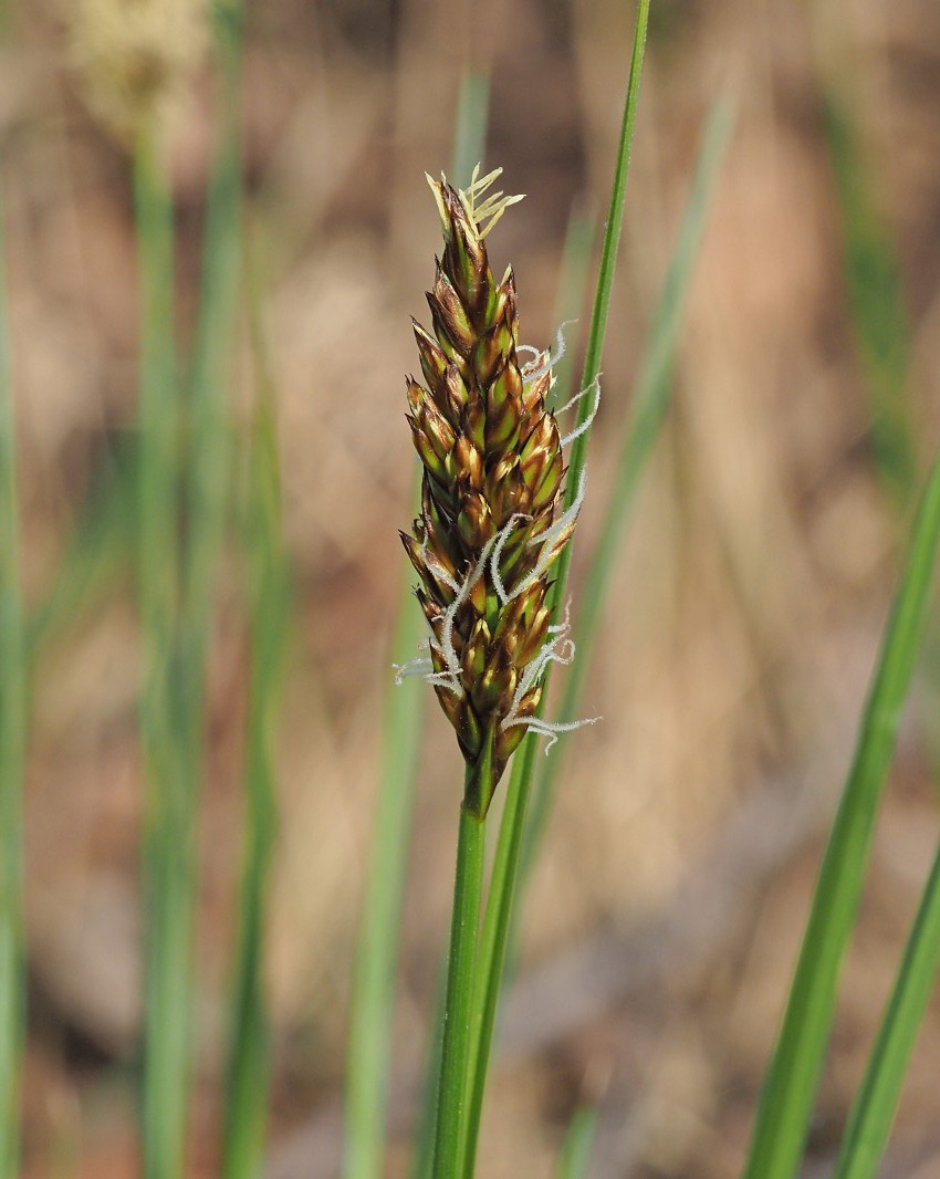 Изображение особи Carex appropinquata.