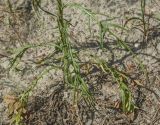 Crepis tectorum