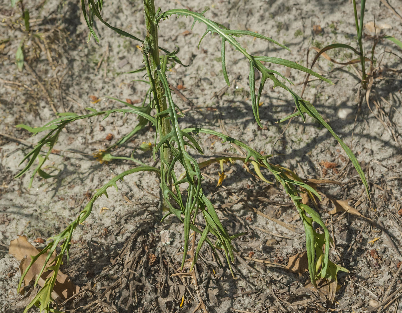 Изображение особи Crepis tectorum.