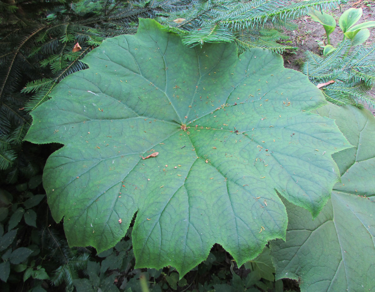 Image of Astilboides tabularis specimen.