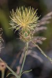 Centaurea salonitana