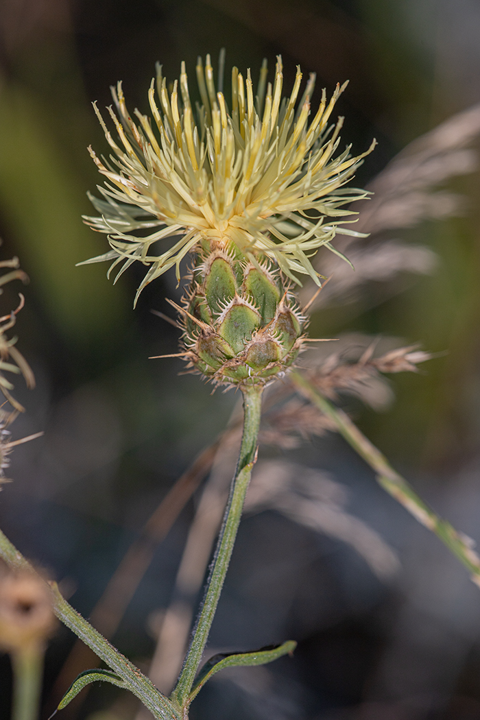 Image of Centaurea salonitana specimen.