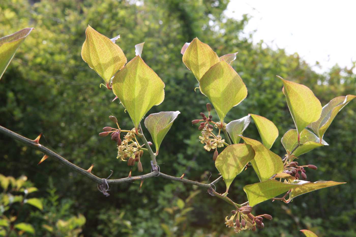 Image of Smilax excelsa specimen.