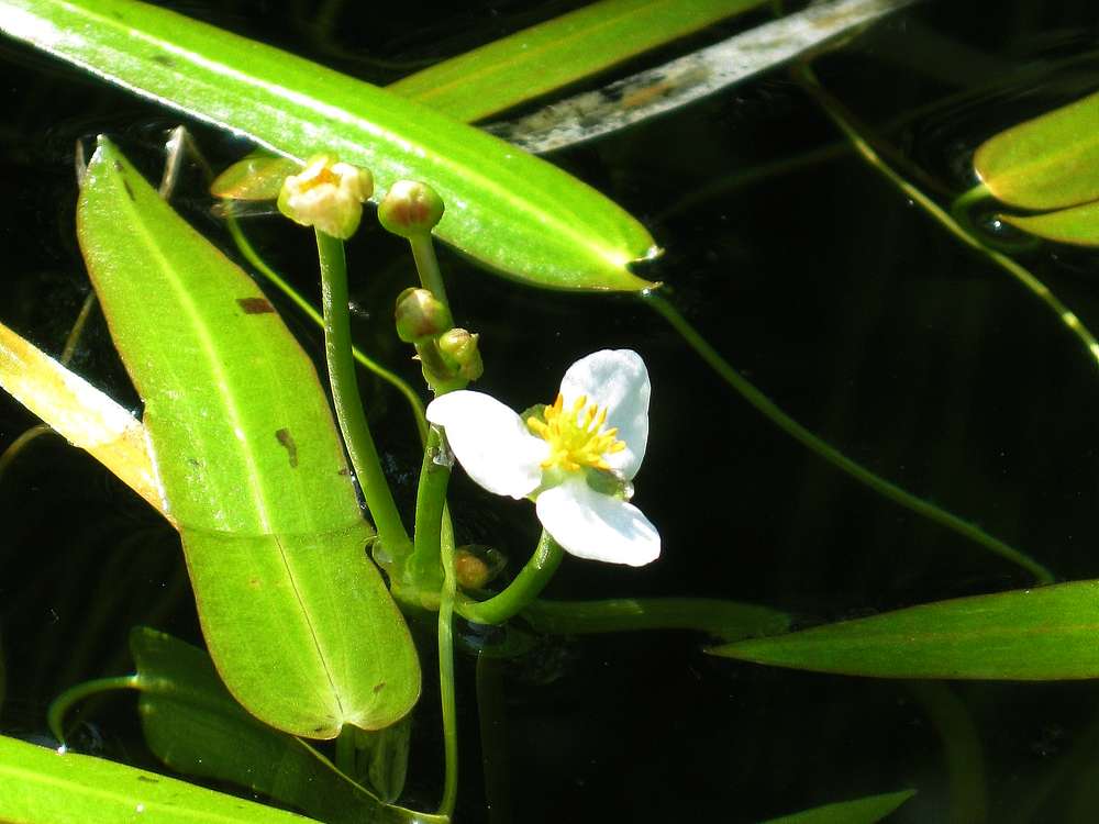 Изображение особи Sagittaria natans.