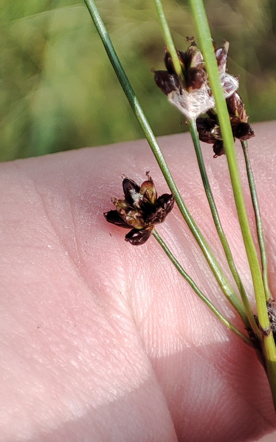 Image of Juncus alpino-articulatus specimen.