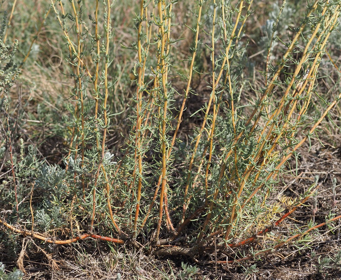 Image of Bassia prostrata specimen.