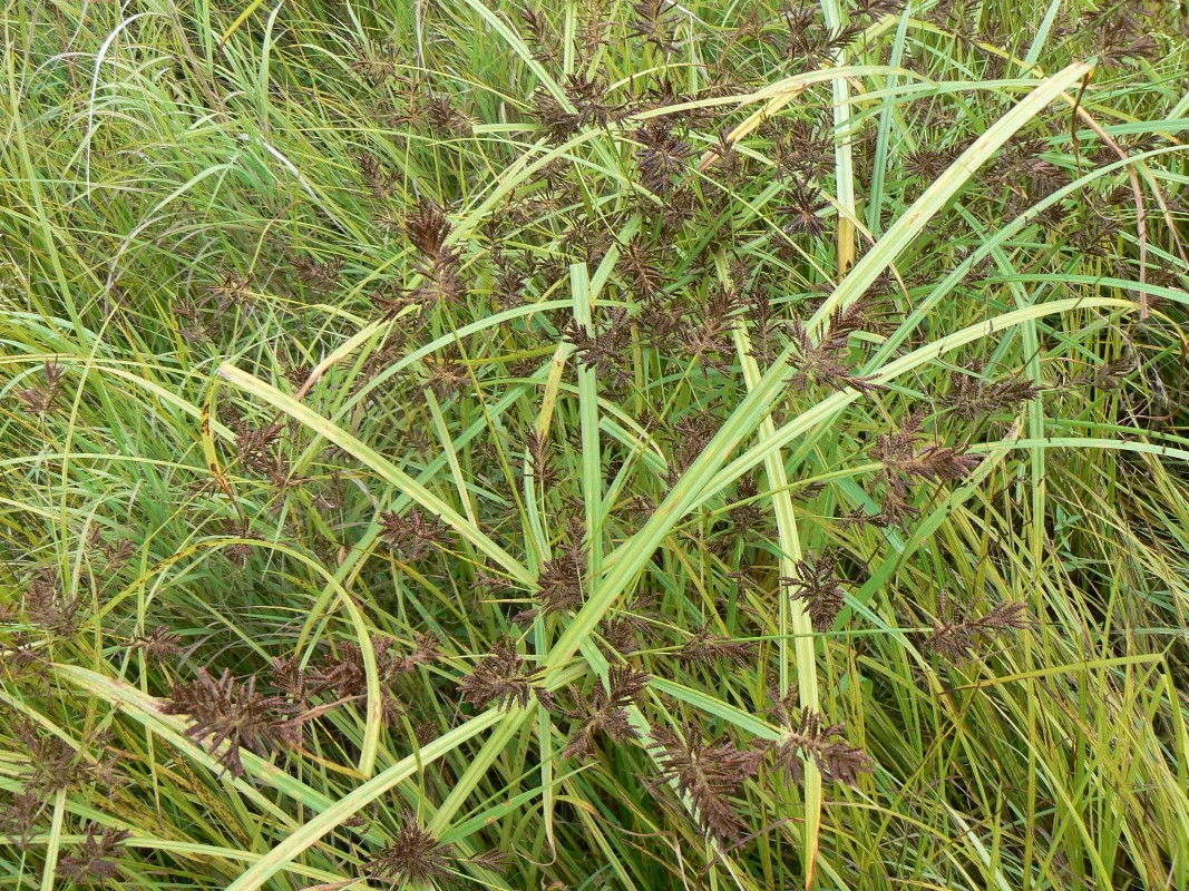 Изображение особи Cyperus orthostachyus.