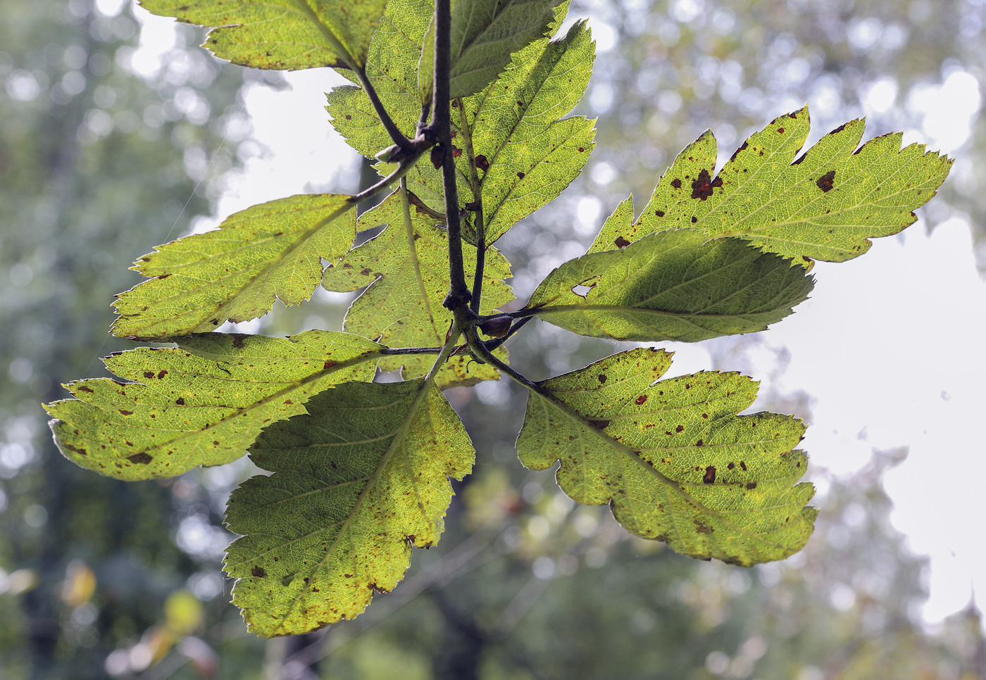 Изображение особи Sorbus hybrida.