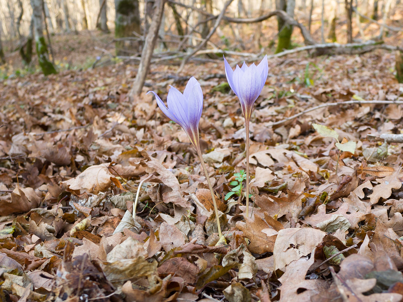 Image of Crocus speciosus specimen.