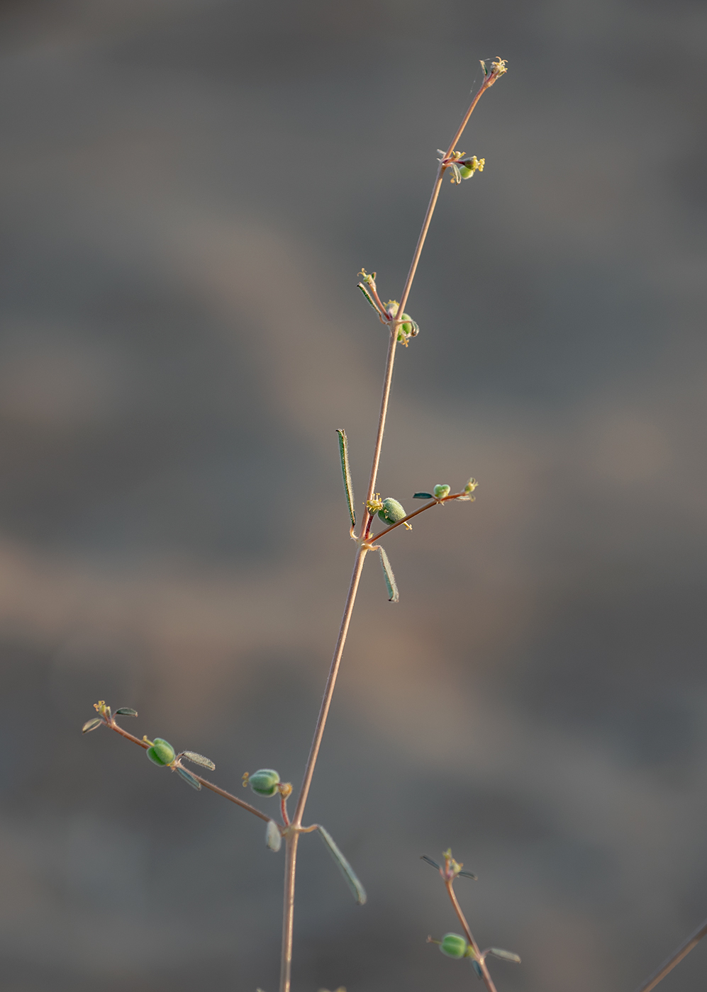 Image of genus Euphorbia specimen.